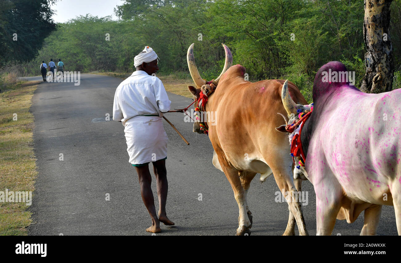 Jallikattu Bull : imponente gobba sharp corna che sono il segno distintivo di un jallikattu bull Kangayam Kaalai ( bull ) Bull addomesticare, Madurai,Tamilnadu, India Foto Stock