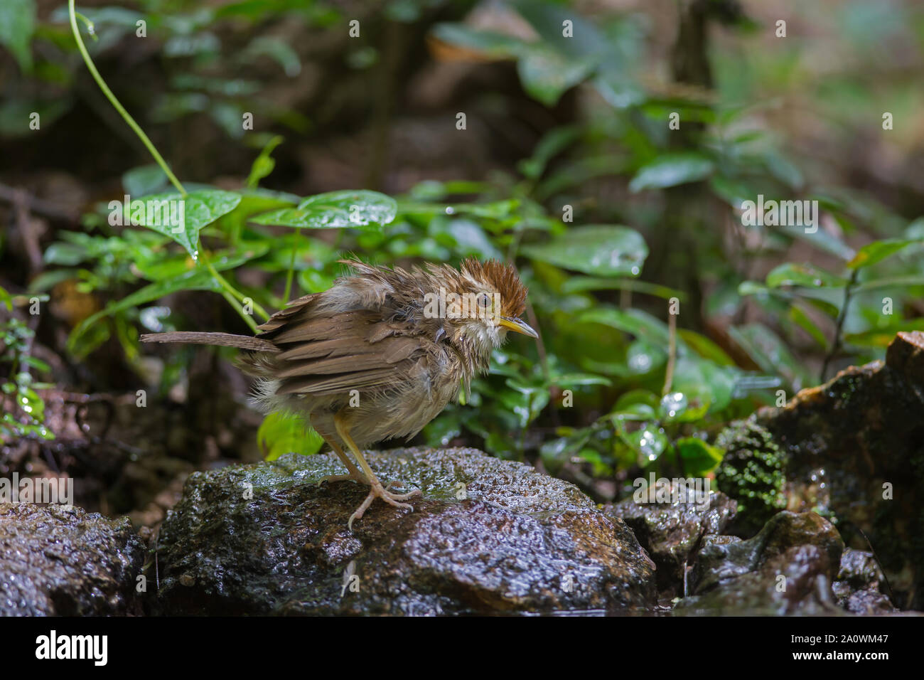 Puff-throated Babbler nella foresta tropicale (Pellorneum ruficeps) Foto Stock