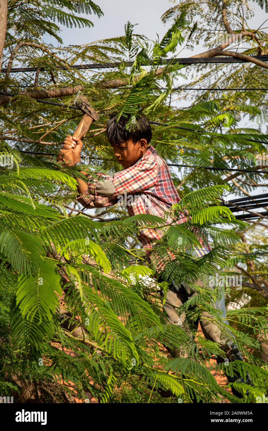 Siem Reap / Cambogia - 26 Ottobre 2018: piccolo ragazzo prunning un albero dal lato della strada in Siem Reap Cambogia Foto Stock