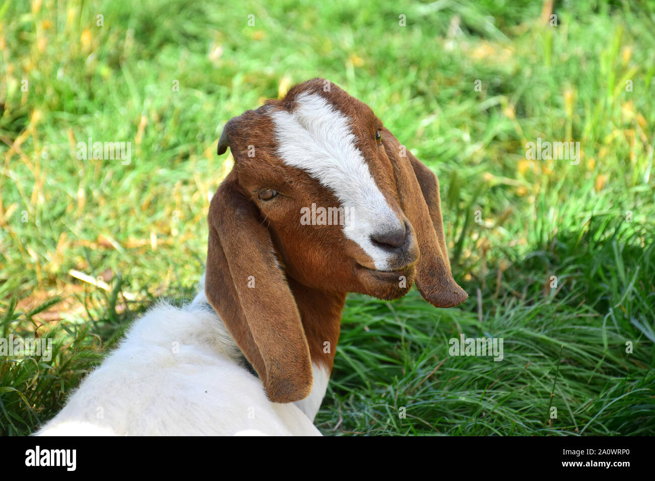 Ritratto di un marrone-bianco di capra boera, guardando indietro. Foto Stock