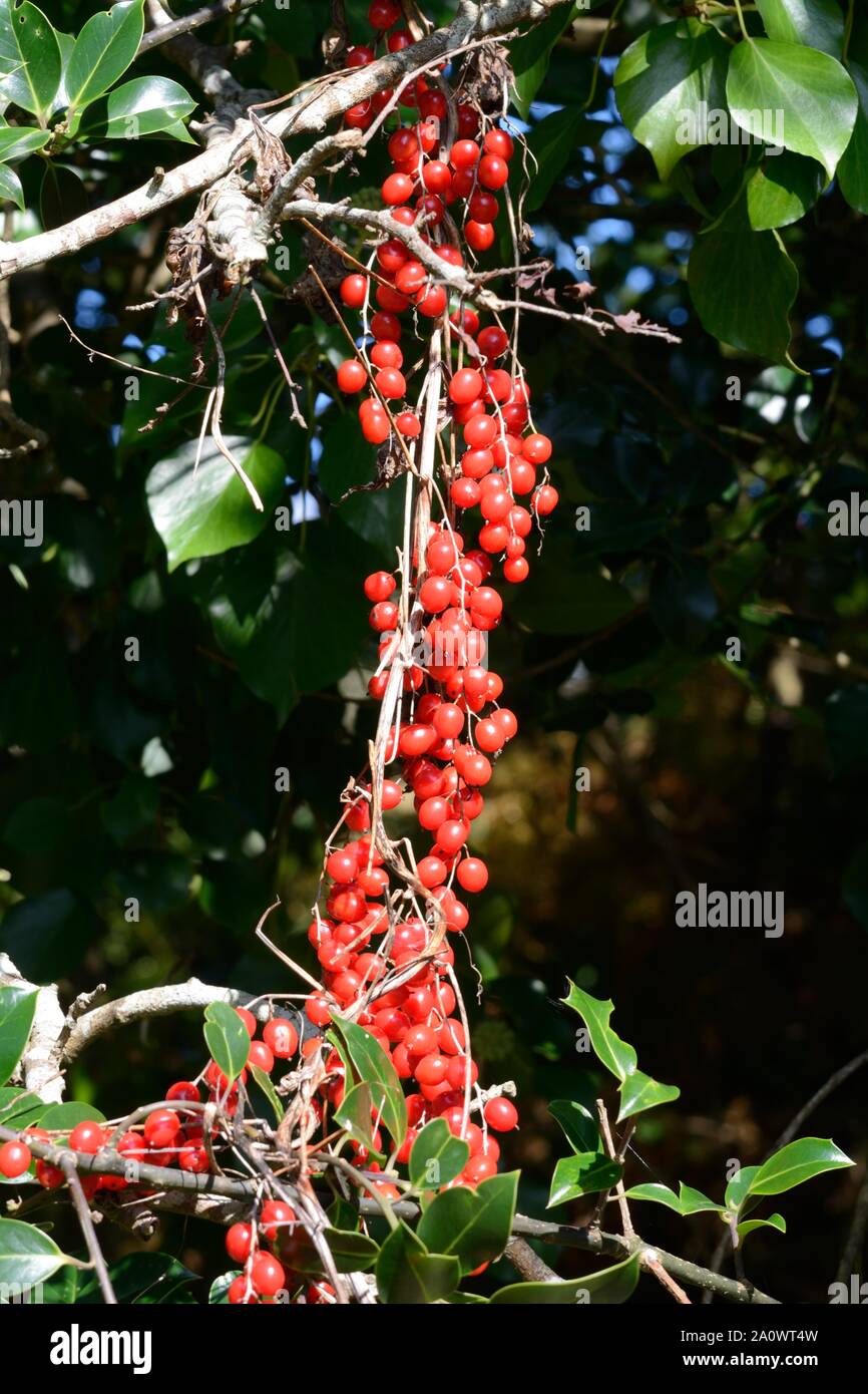 Una stringa di NERO bacche Bryony pianta rampicante di siepi e boschi pianta velenosa Foto Stock