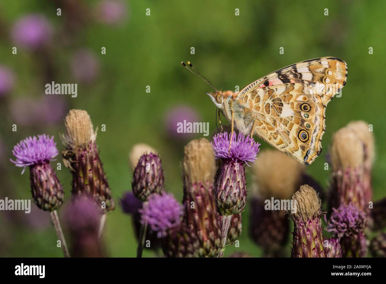 Close-up immagine della Madonna dipinta farfalla posata su purple thistle in un prato in una giornata di sole. Verde sfondo sfocato. Foto Stock