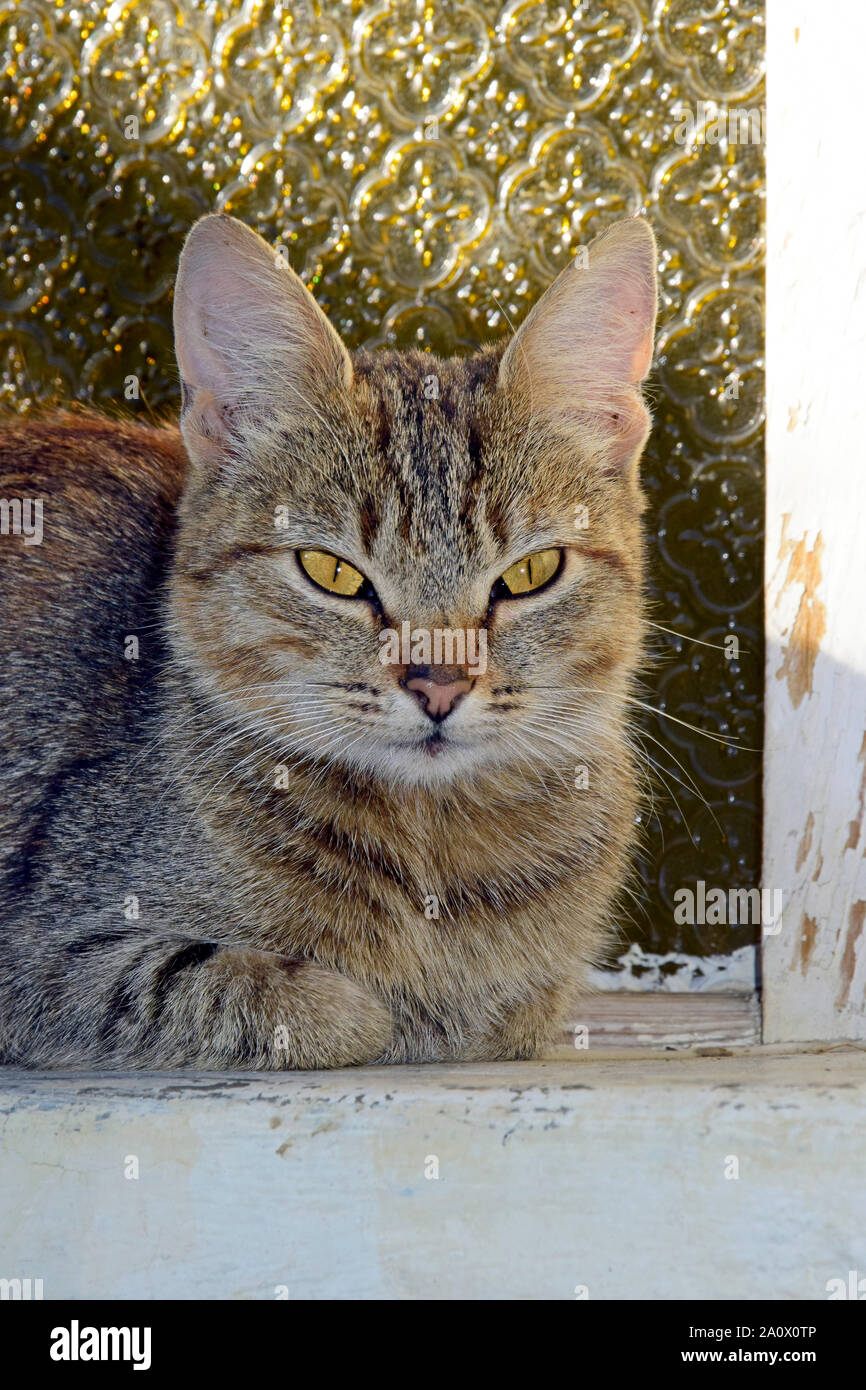 Ritratto di un grigio brunastro tabby cat seduto su un davanzale con zampe nascosto sotto Foto Stock