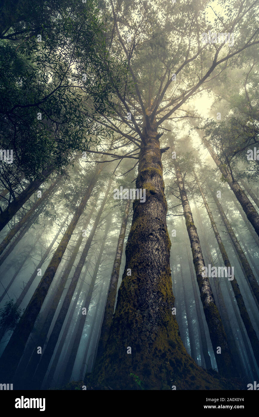 Bellissimo paesaggio forestale dall' isola di Madeira, Portogallo Foto Stock