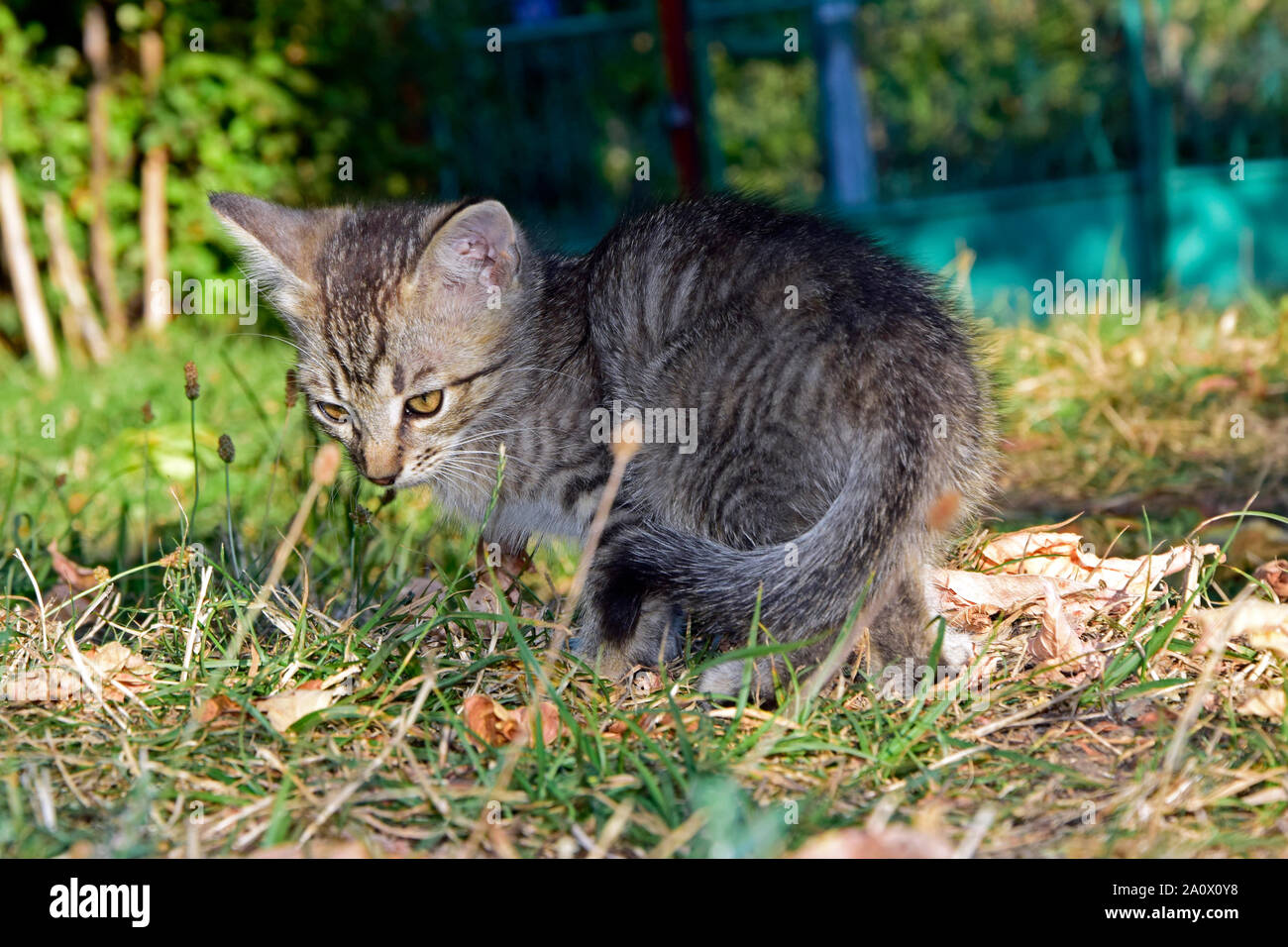 Grigio tabby kitten girando intorno sul terreno erboso coperto con foglie secche Foto Stock