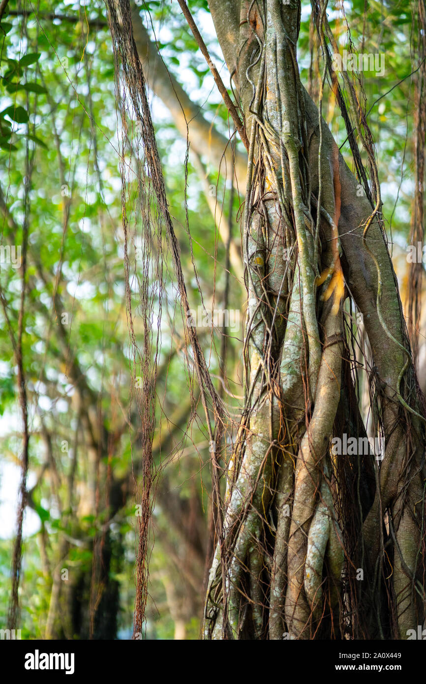 Ombreggiato da alberi, banyan alberi giardino sul lago, sunbeam brilla attraverso i rami di alberi di banyan su erba verde, è un posto molto gradevole. Foto Stock