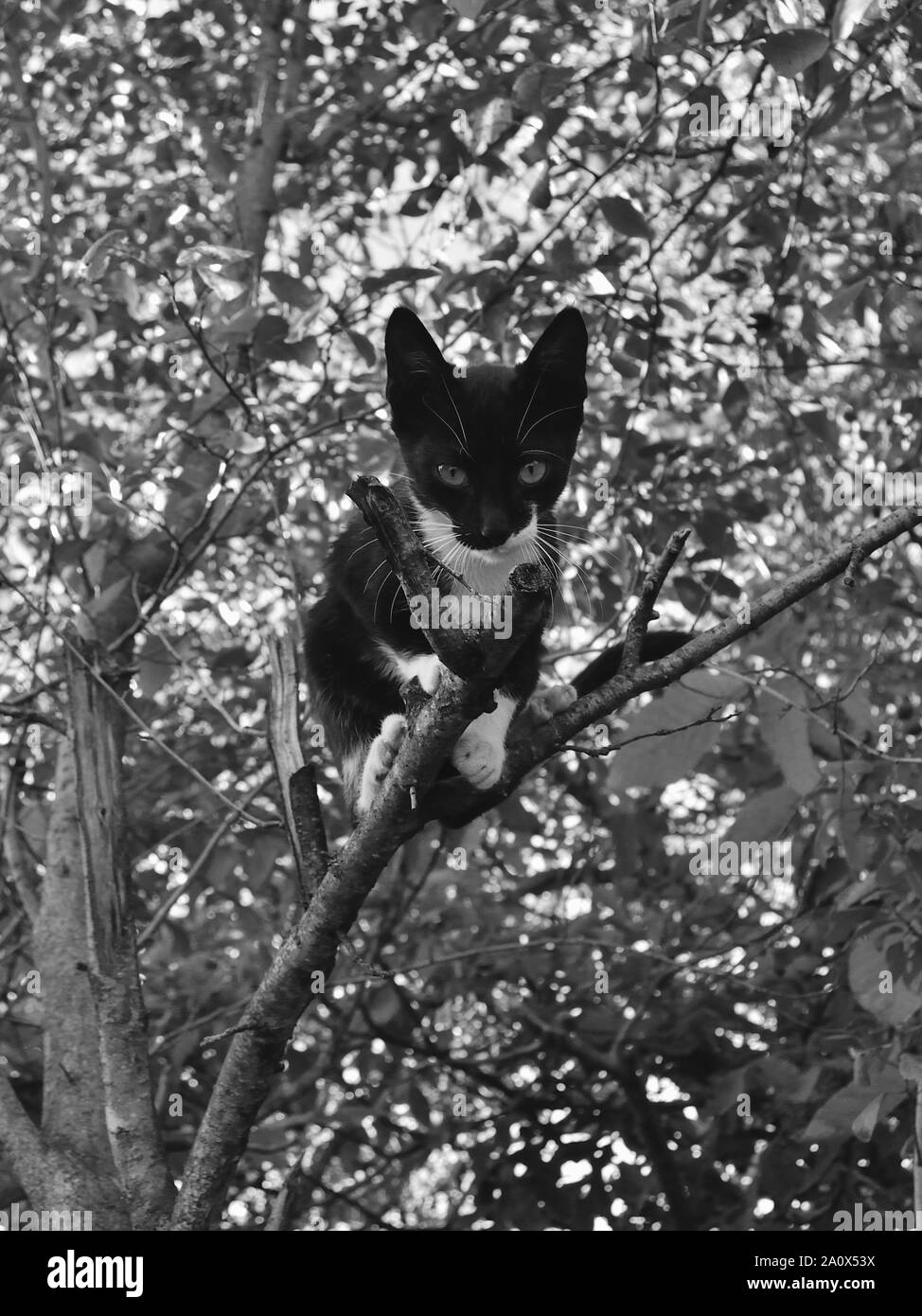 5 mese gattino su un ramo di albero Foto Stock
