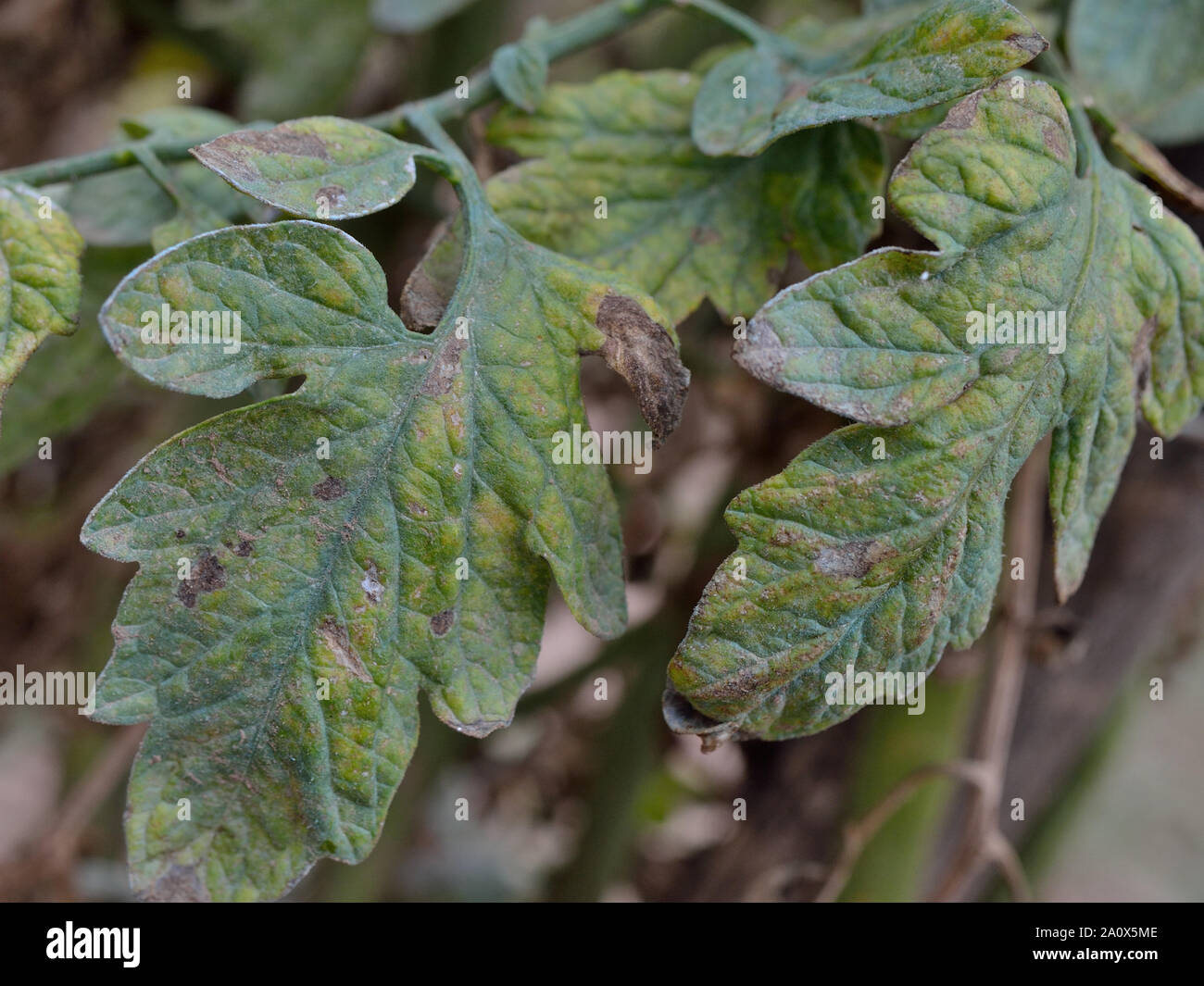 Late blight spread di piante di pomodoro, Phytophthora infestans Foto Stock