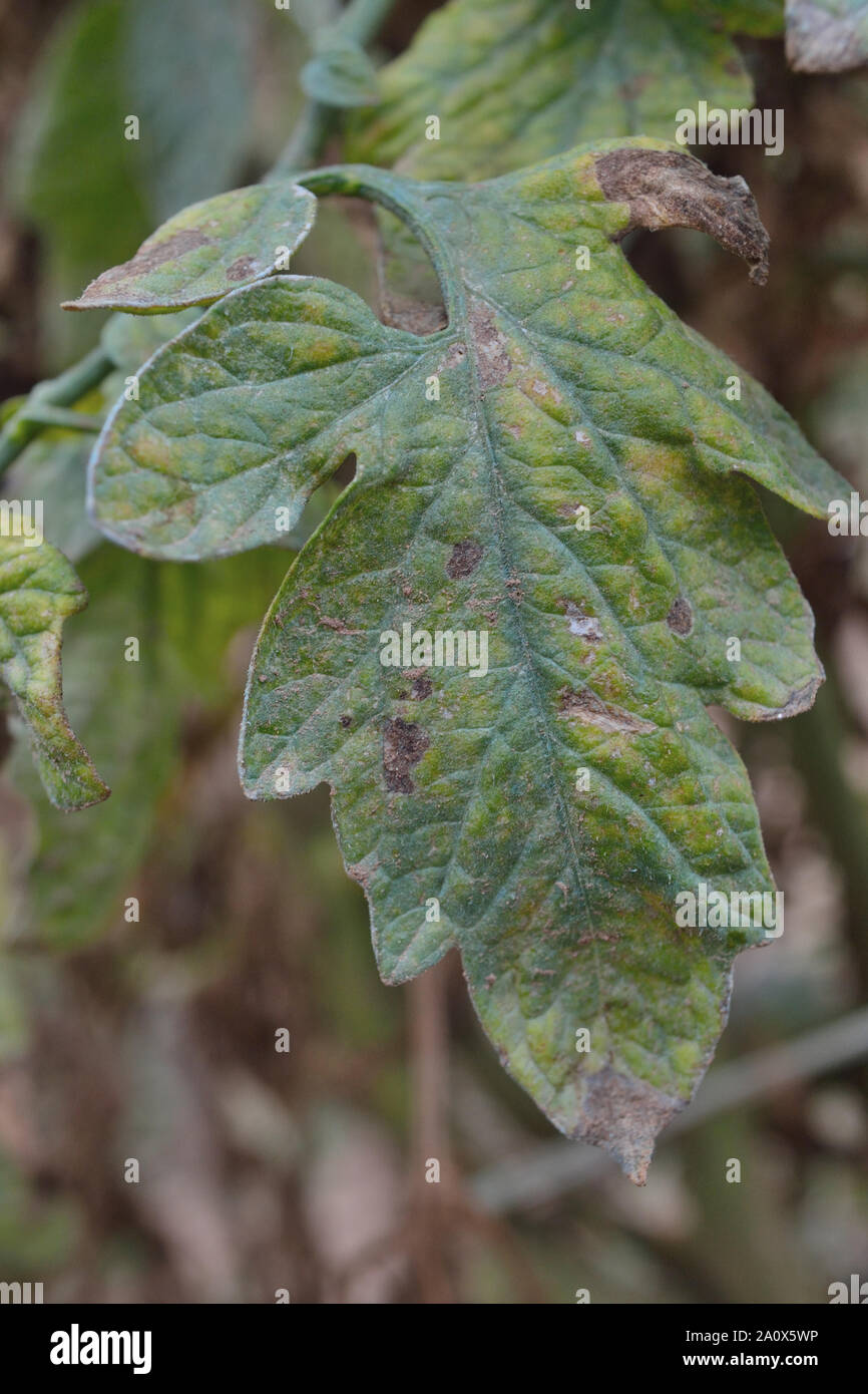 Late blight spread di foglia di pomodoro, Phytophthora infestans Foto Stock