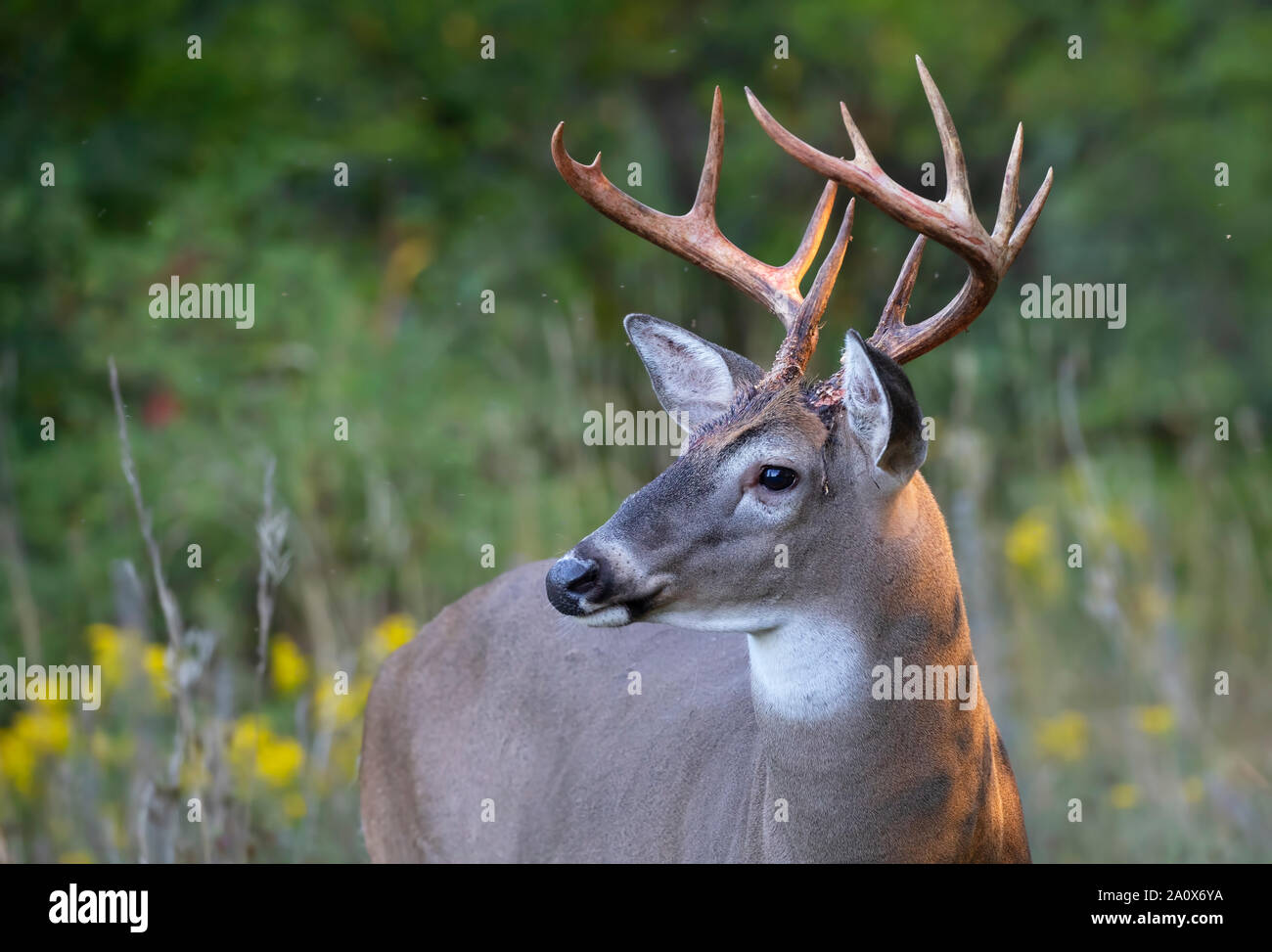 Trofeo White-tailed deer buck ritratto a piedi attraverso il prato durante l'autunno rut in Canada Foto Stock