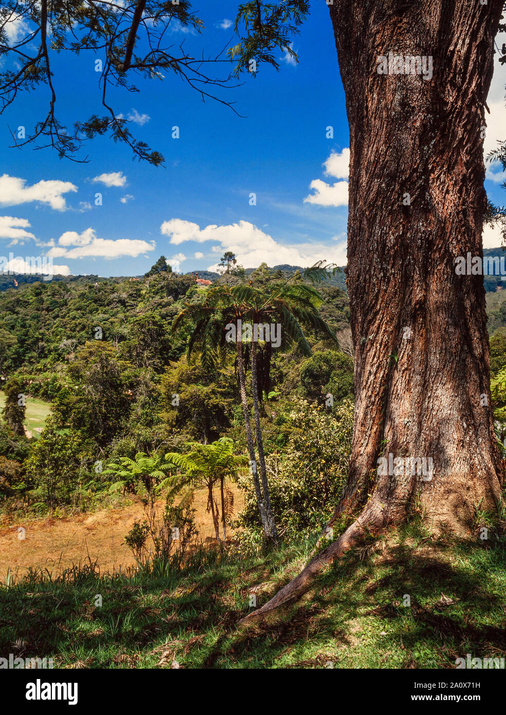 Tropical highland paesaggio, Cameron Highlands, Malaysia, felci arboree, Cyathea sp. Foto Stock