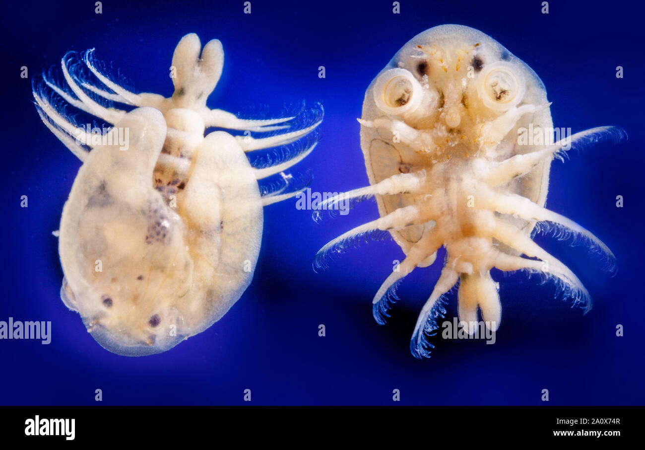 Pesce parassita, Argulus foliaceus, dorsale e ventrale di opinioni Foto Stock