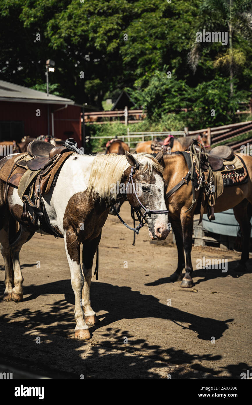 Oahu, Hawaii - 23 agosto 2019: cavalli fuori il maneggio a Kualoa Ranch, Oahu Hawaii. Foto Stock