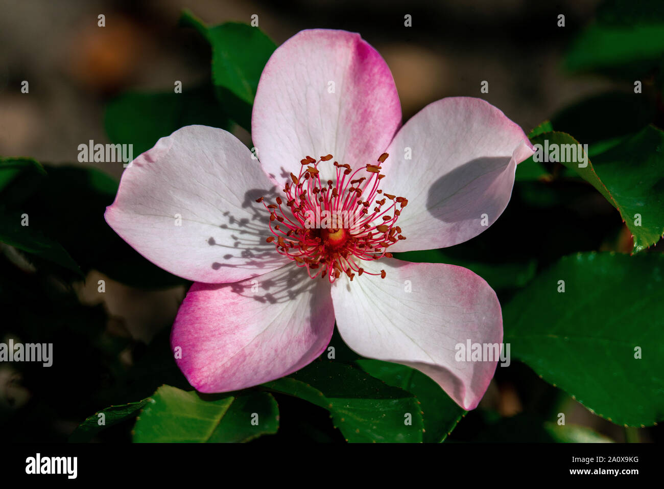 Colorato close up di un singolo dolce graziosa rosa testa con foglie di colore verde scuro in background Foto Stock