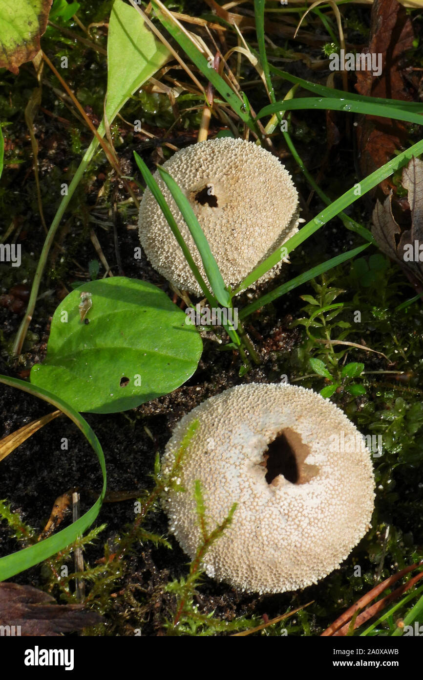 Lycoperdon perlatum, conosciuto popolarmente come il comune puffball, vecchio campione, pronto a buttare fuori di spore. Foto Stock