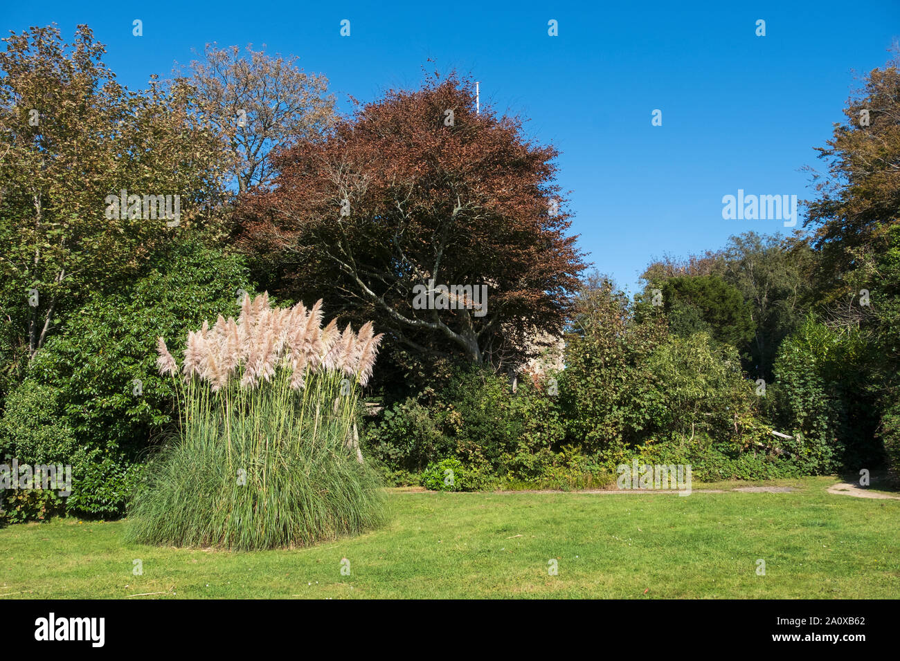 Pampas Grass, Cortaderia selloana, Regno Unito Foto Stock