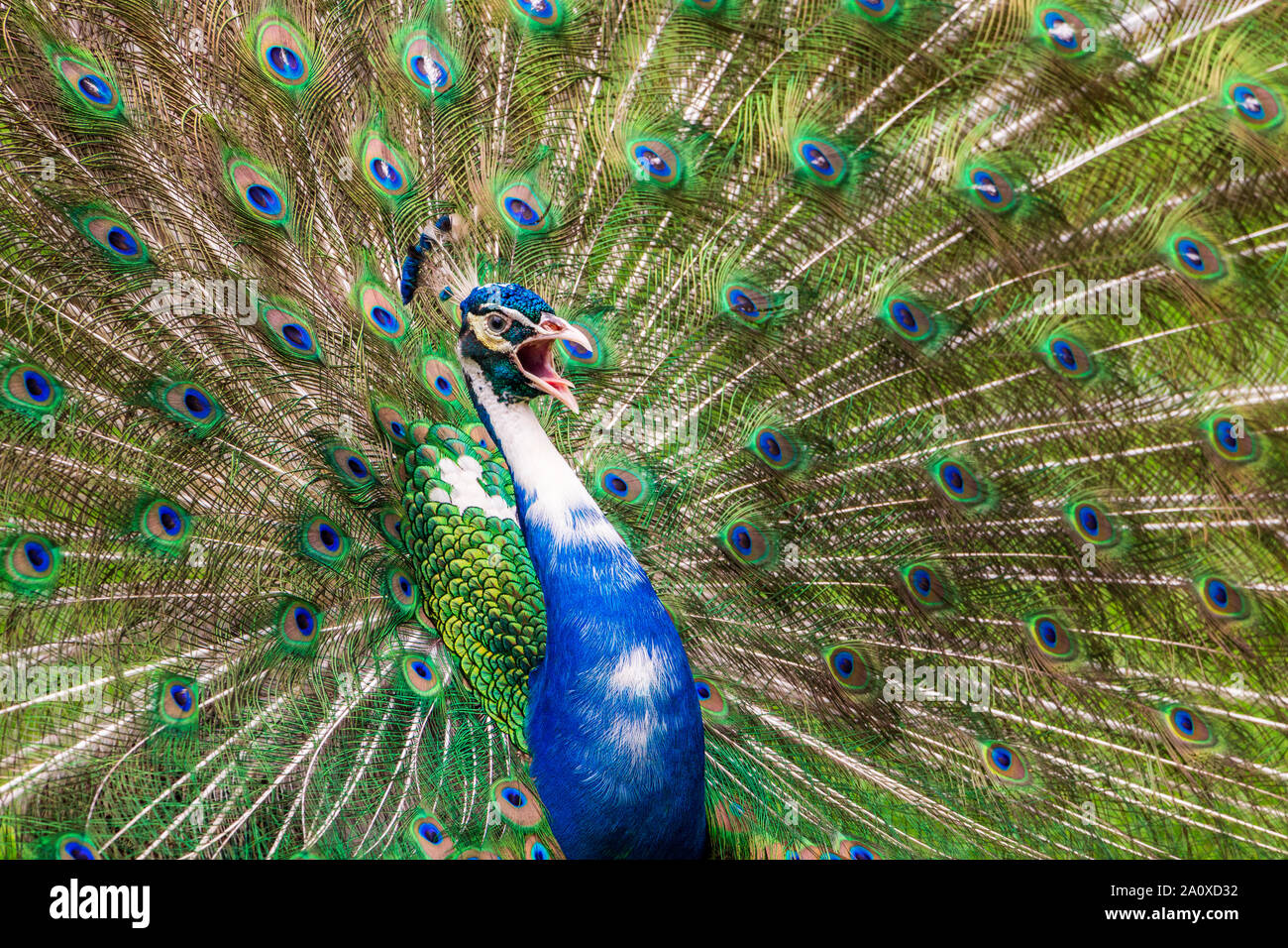 Pied peacock / Indian peafowl (Pavo cristatus) con colorazione bianca, chiamando e visualizzazione di piume di coda - Florida, Stati Uniti d'America Foto Stock