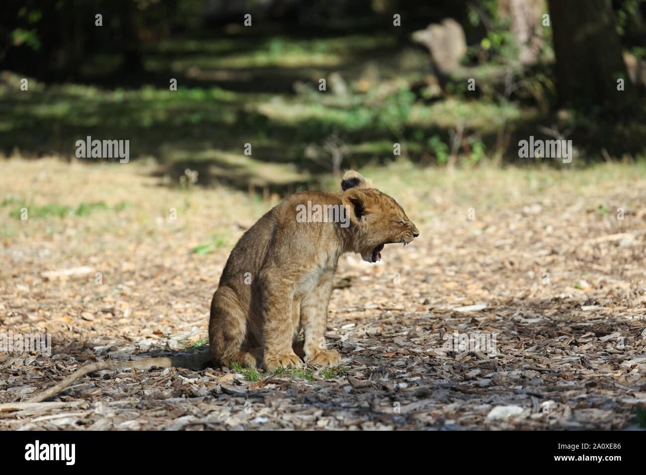 Lion Cub sbadigli a Lion Lodge, Port Lympne Wild Riserva Animale Foto Stock