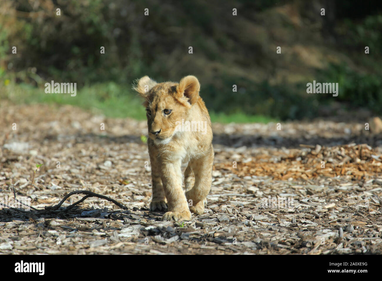 Lion Cub al Lion Lodge, Port Lympne Wild Riserva Animale Foto Stock