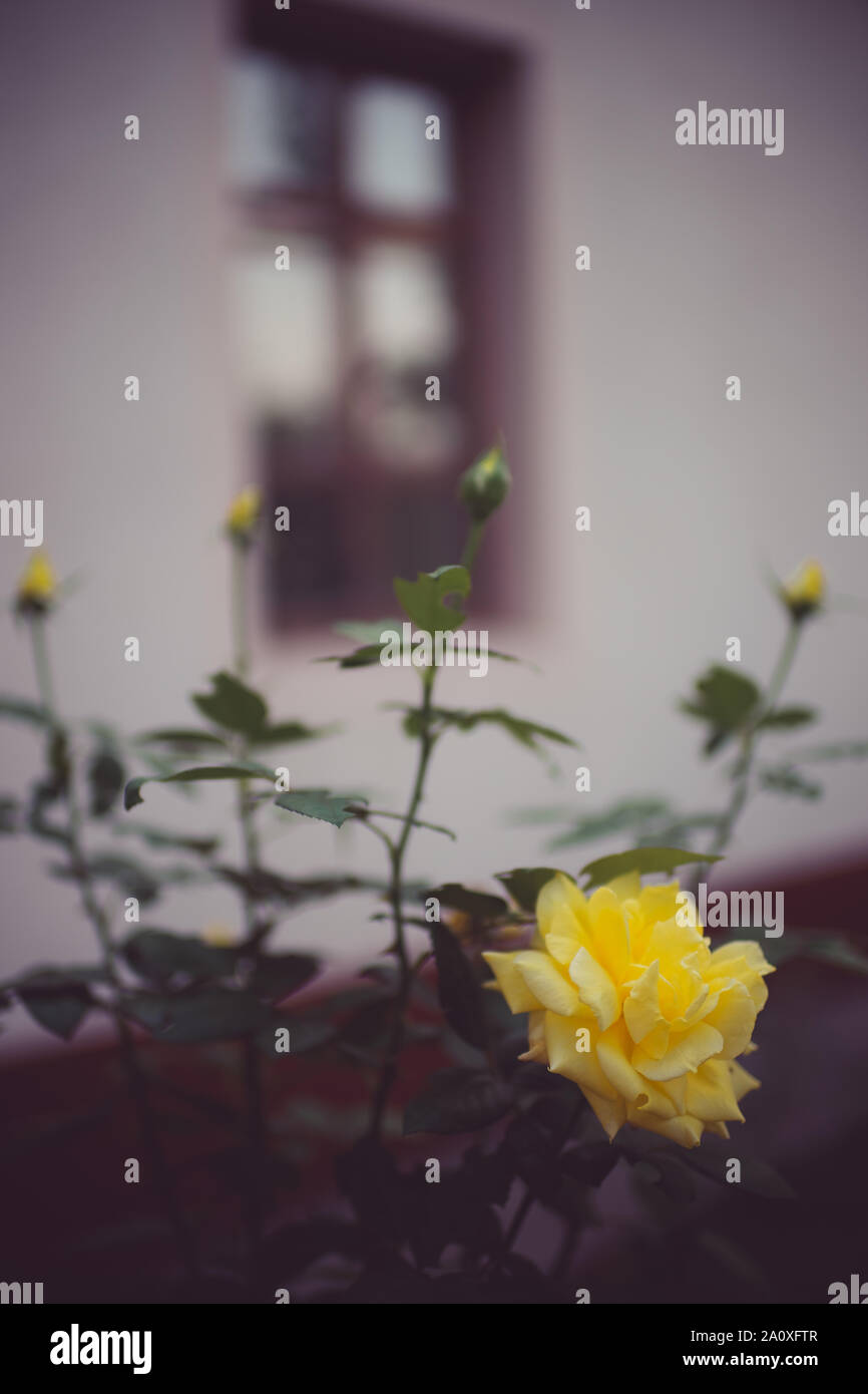 Giallo rose arbusto crescere in un giardino estivo vicino a casa. Foto Stock