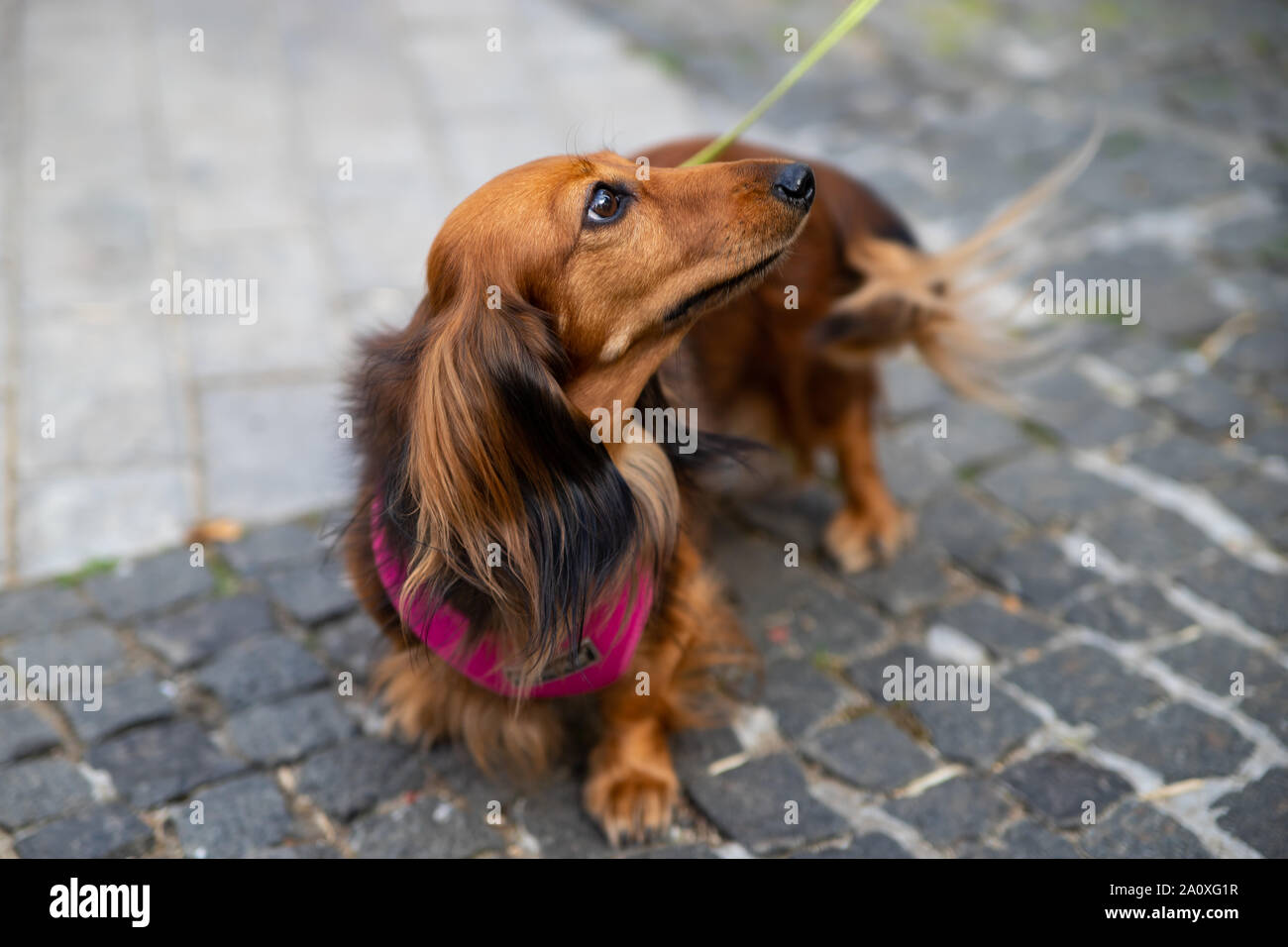 Capelli lunghi bassotto. Razze di cani da caccia. Bassotto proviene dalle parole badger e cane. La formazione della moderna razza iniziò nel XVI centu Foto Stock