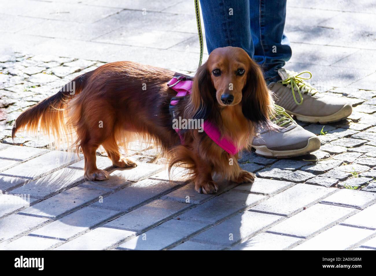 Capelli lunghi bassotto. Razze di cani da caccia. Bassotto proviene dalle parole badger e cane. La formazione della moderna razza iniziò nel XVI centu Foto Stock