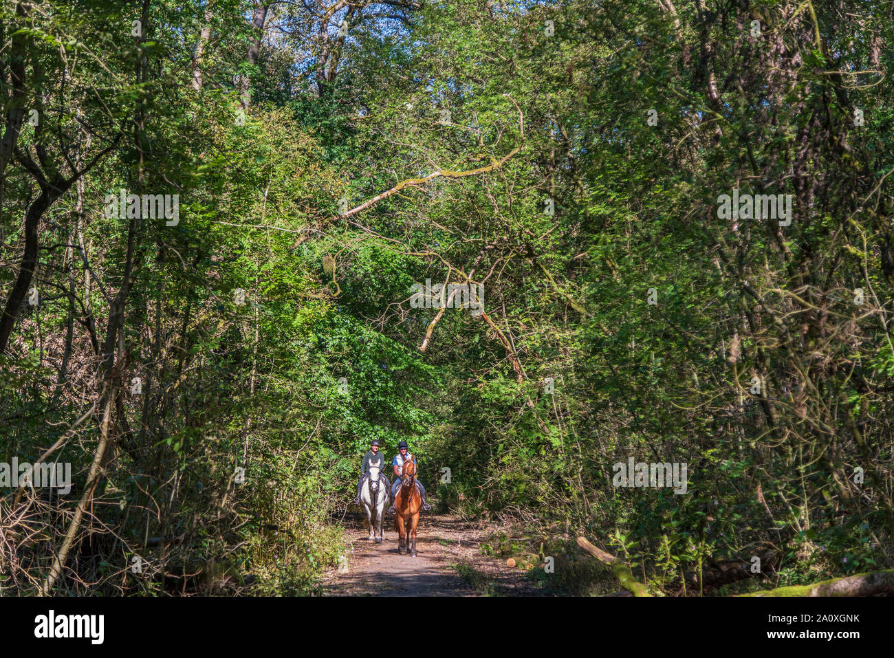 Due cavalli e cavalieri passeggiando su un paese percorso lungo una ferroviarie dismesse in linea il sole. Foto Stock
