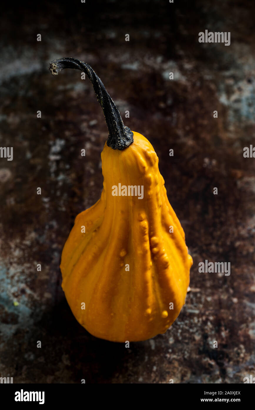 Felice ringraziamento dello sfondo. Close up di un po' di zucca decorativa, zucca, sul metallo rustico sfondo. Autumn harvest e vacanze ancora minimo li Foto Stock