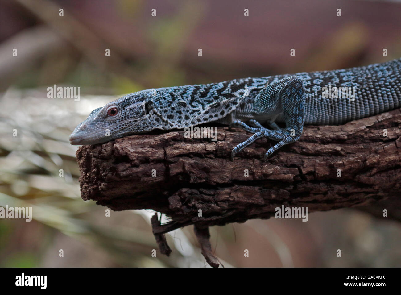 Struttura Blue-Spotted Monitor Lizard (varanus macraei) Foto Stock