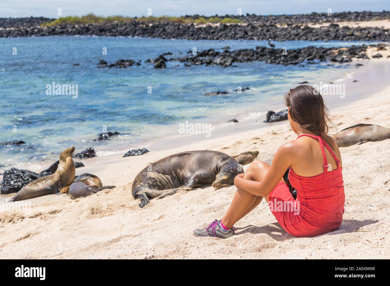 Le Galapagos tourist godendo la fauna selvatica in natura cercando seduta da molti Galapagos i leoni di mare su una nave da crociera viaggi avventura vacanze vacanze, Mann (spiaggia Playa Mann), San Cristobal, Galapagos, Ecuador. Foto Stock