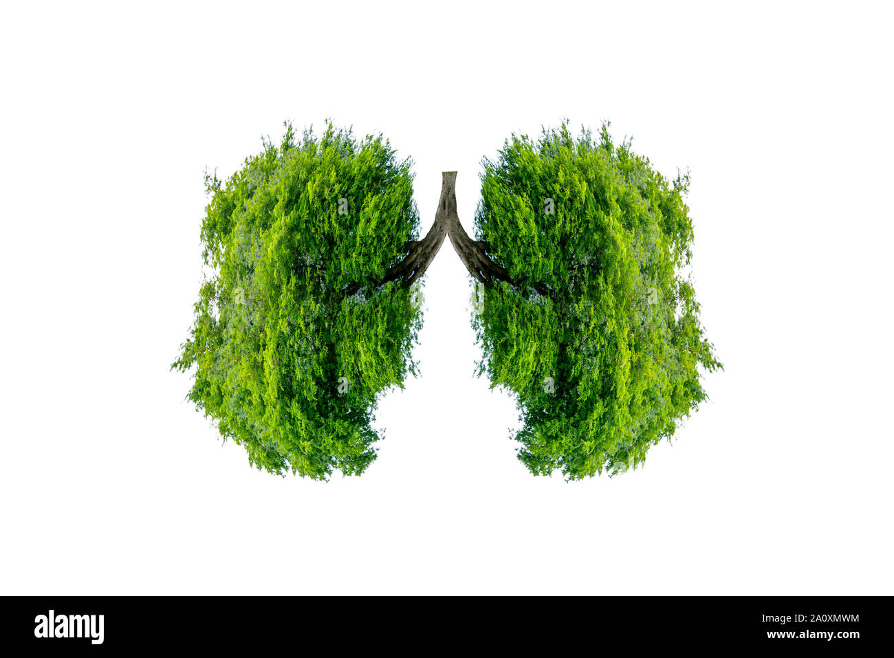 Polmone verde a forma di albero di immagini, concetti medici, autopsia, visualizzazione 3D e animali come un elemento Foto Stock