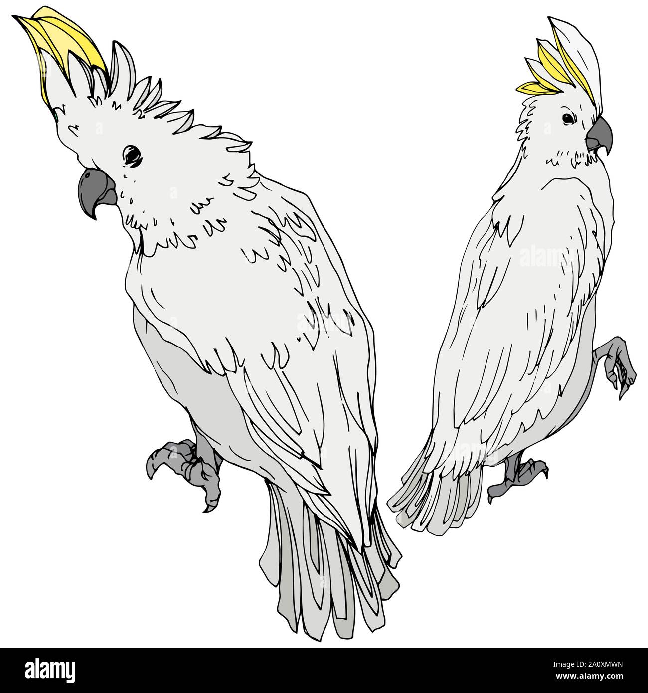 Vettore di uccelli del cielo cacatua in una fauna selvatica. Libertà selvaggia, uccello con ali battenti. Bianco e nero inchiostro inciso art. Pappagallo isolato elemento di illustrazione Illustrazione Vettoriale