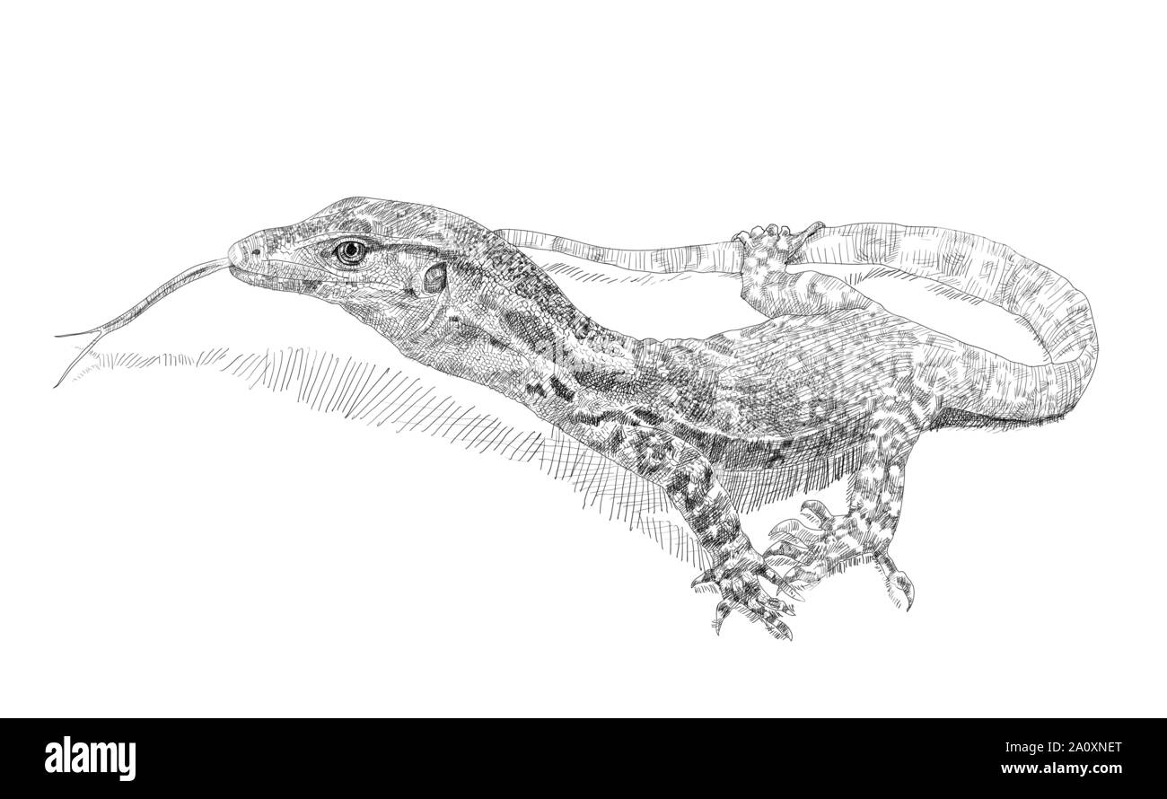 Disegno di Spotted-tailed Monitor, Varanus salvator, su sfondo bianco. illustrazione vettoriale. Illustrazione Vettoriale
