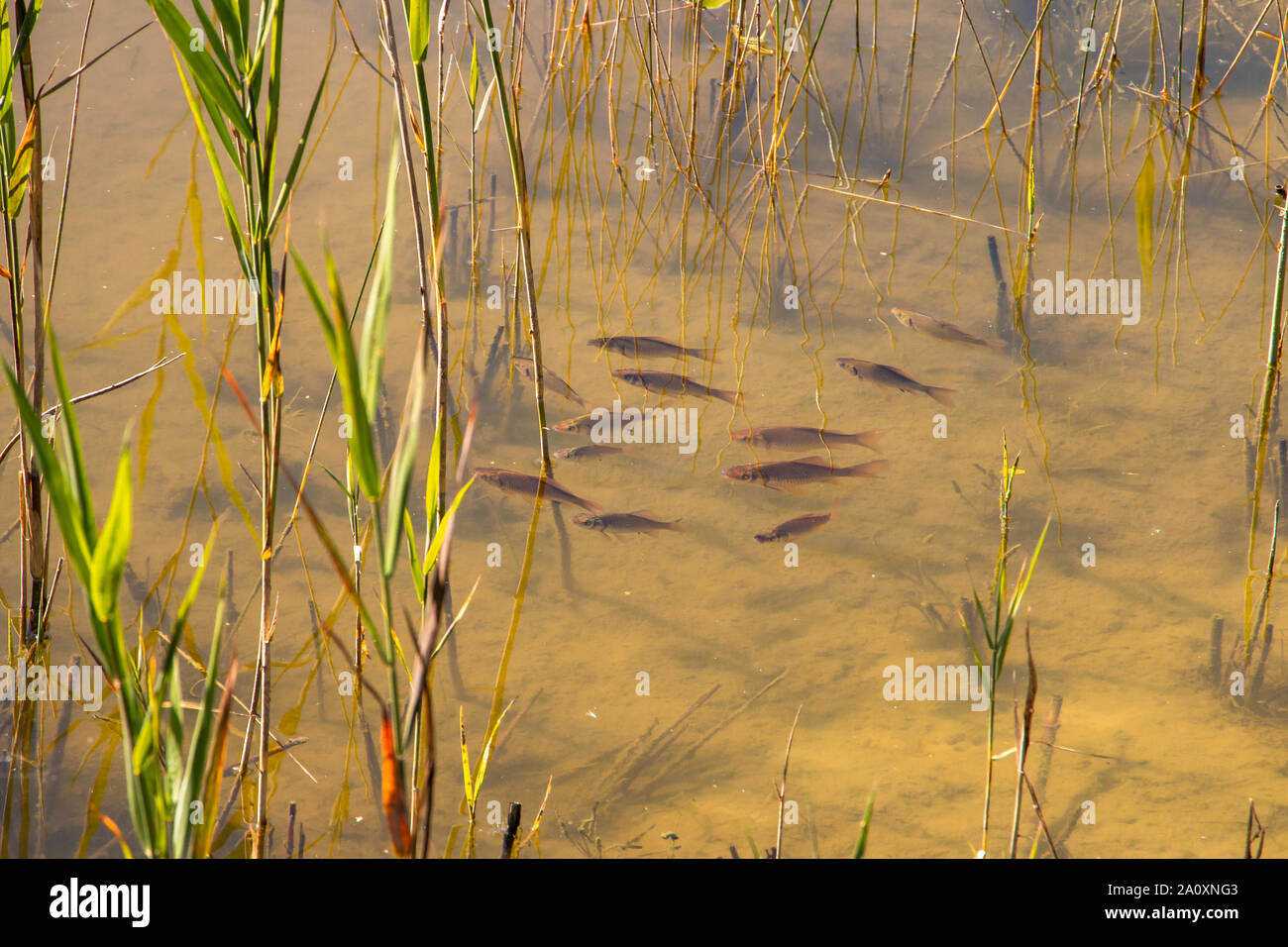 Immagine del nuoto subacqueo roach, nome latino Rutilus rutilus in un piccolo lago nei Paesi Bassi, provincia di Drenthe vicino a Ruinen Foto Stock