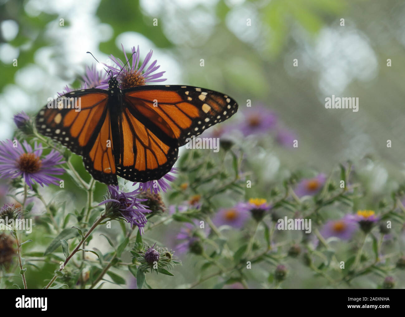 Farfalla monarca nectaring Foto Stock