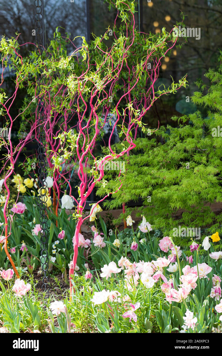 I rami di salici sono dipinte di rosa ad Atlanta giardino botanico in primavera Foto Stock
