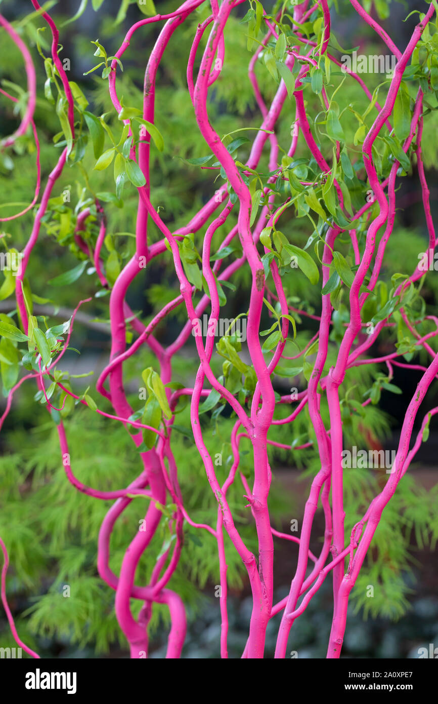I rami di salici sono dipinte di rosa ad Atlanta giardino botanico in primavera Foto Stock