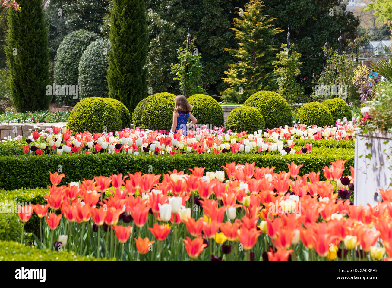 Una giovane ragazza gode dei tulipani in Atlanta Giardino Botanico Foto Stock