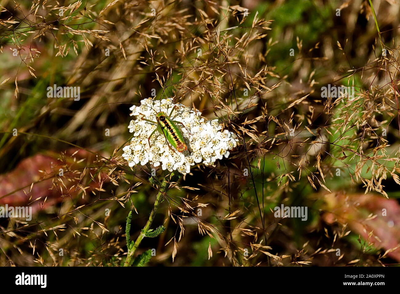 Una piccola cavalletta verde sullo sfondo di una rigogliosa achillea, Plana mountain, Bulgaria Foto Stock