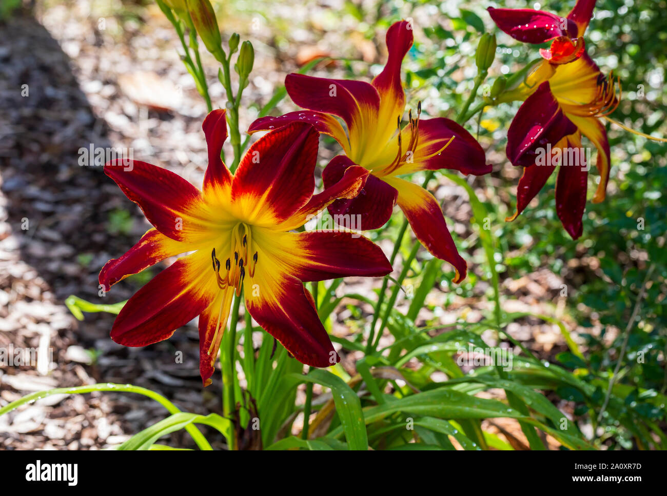 Hemerocalis Ruby Spider Foto Stock