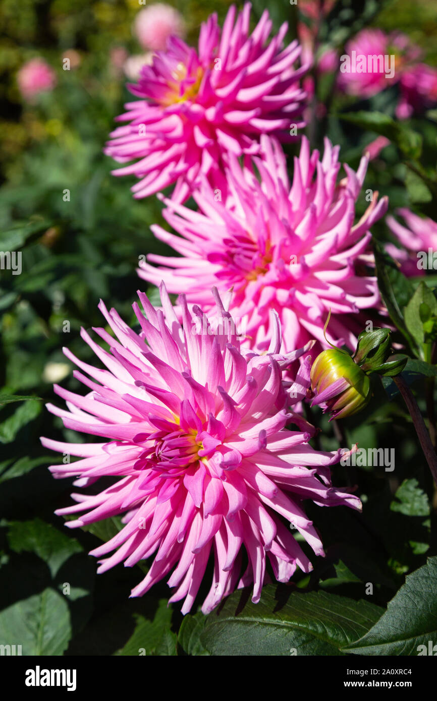 Cactus Dahlia di tipo ' Parco Rave ' in fiore, close up; fioritura NEL REGNO UNITO Foto Stock
