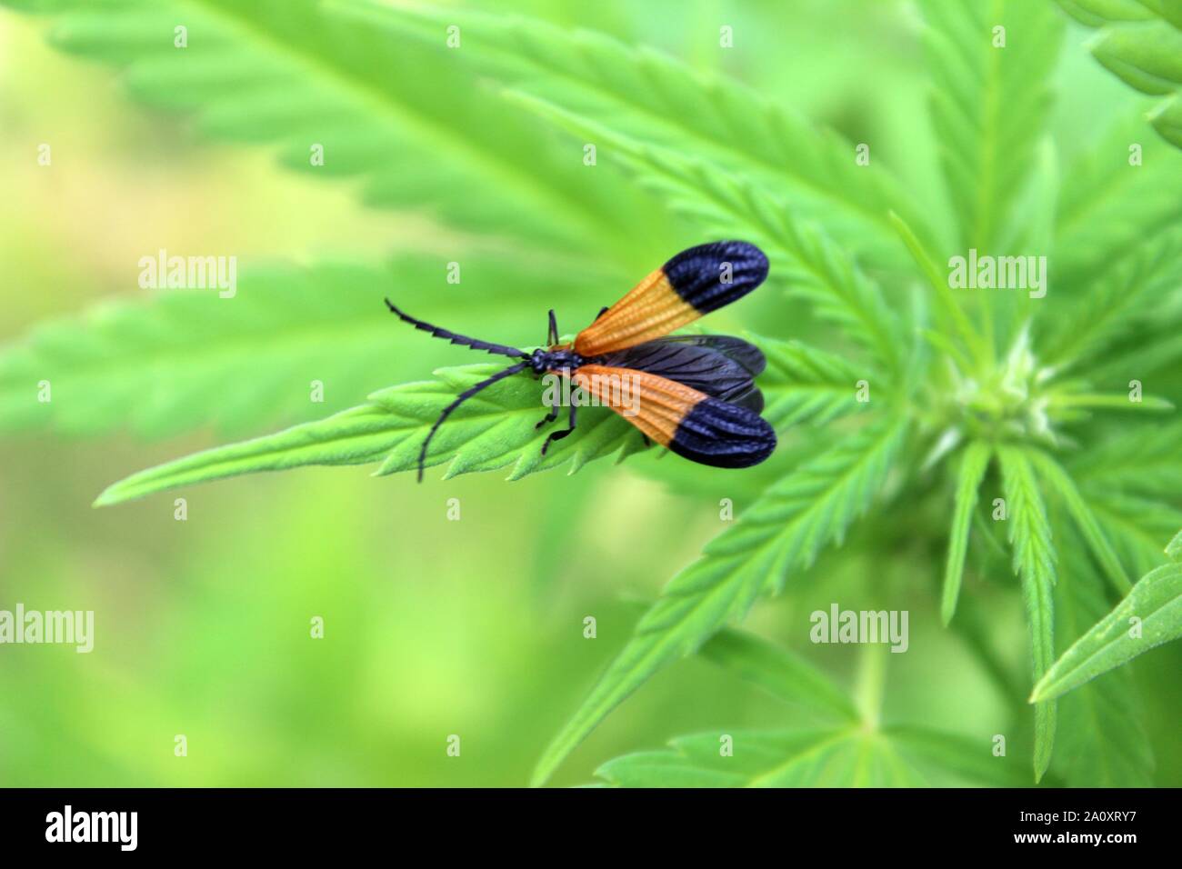 End-Banded Net-Winged Beetle su una pianta di Cannabis Foto Stock