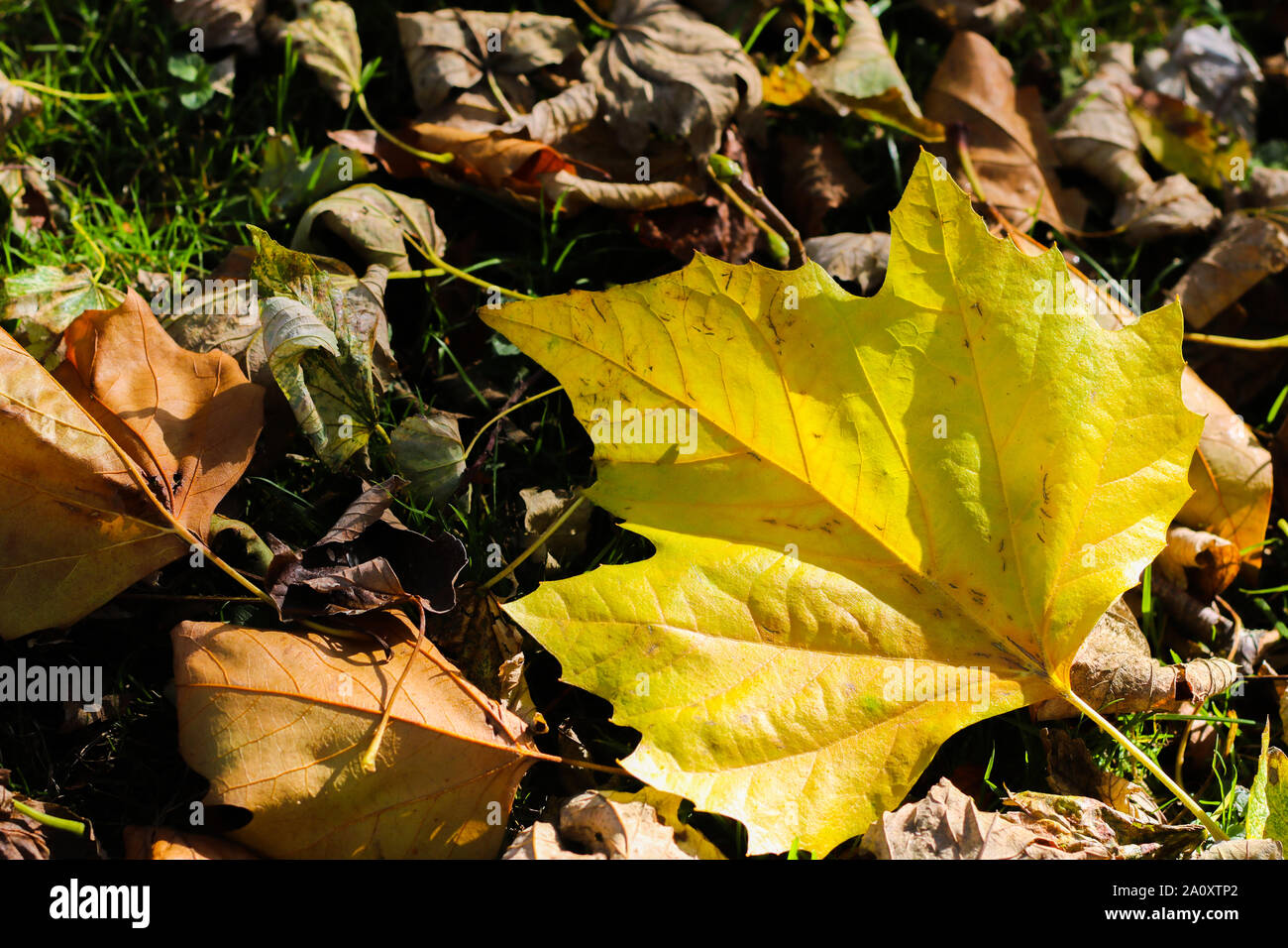 Concetto di autunno, rientrano le foto, foglie che cadono e colorati di foglie, alberi di sicomoro, stagioni, stagionali, modifica di stagione, foglie di autunno, la modifica dei colori Foto Stock