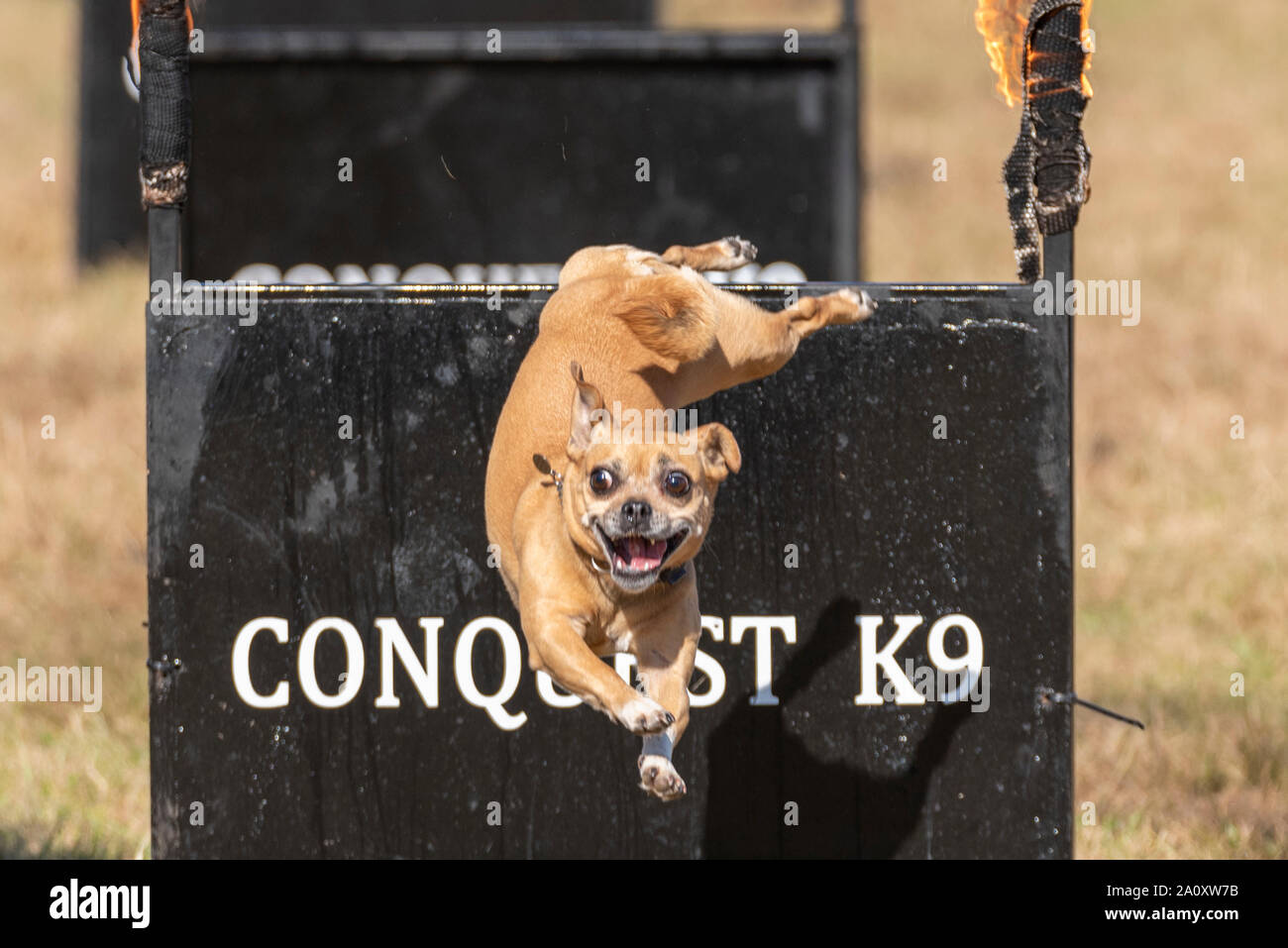 Conquista K9 display dog a livello nazionale Paese mostrano Live a Hylands Park, Chelmsford Essex, Regno Unito. Piccolo Cane saltare attraverso il fuoco. Dog agilità Foto Stock