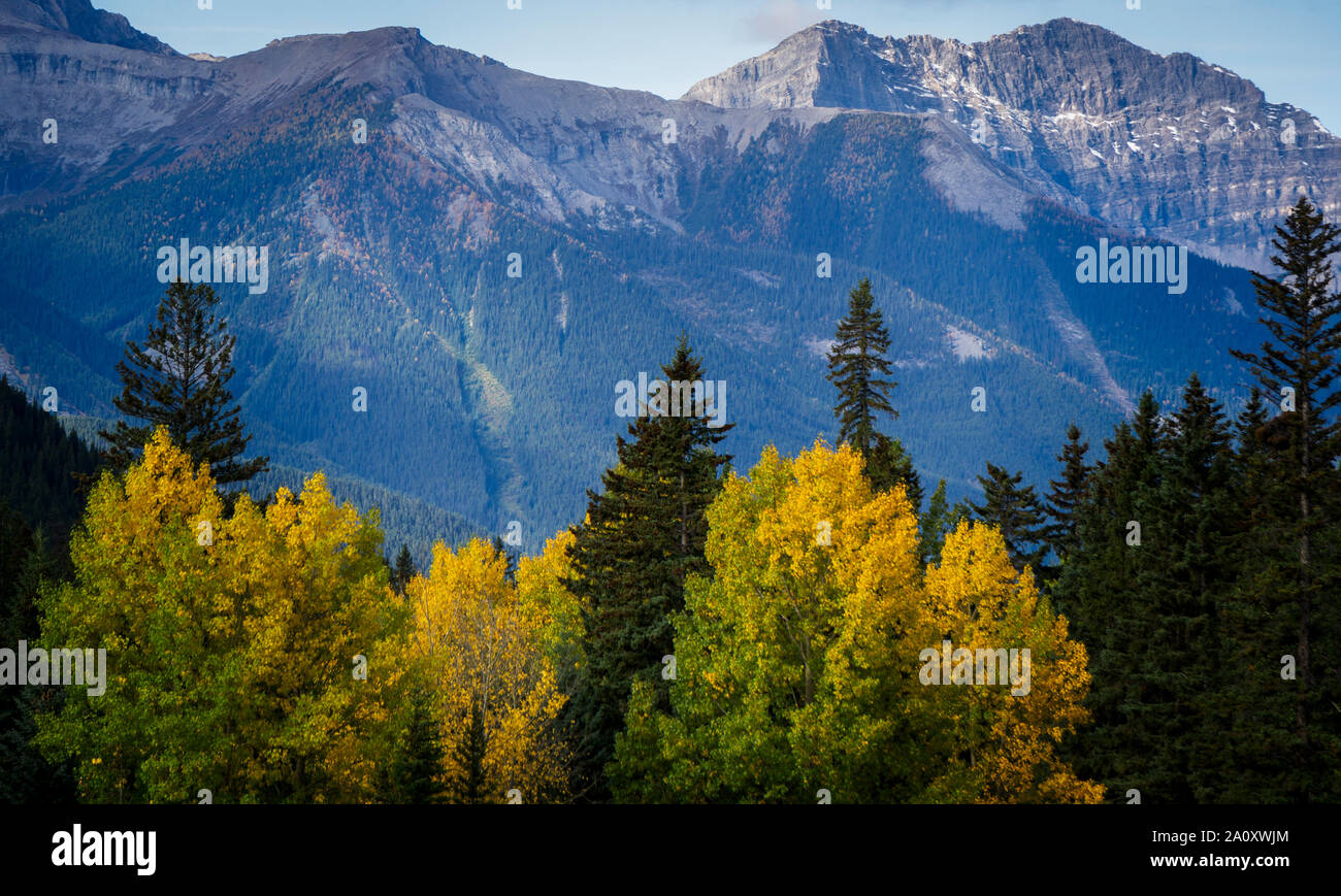 In autunno gli alberi della città di Banff Parco Nazionale di Banff Alberta Foto Stock