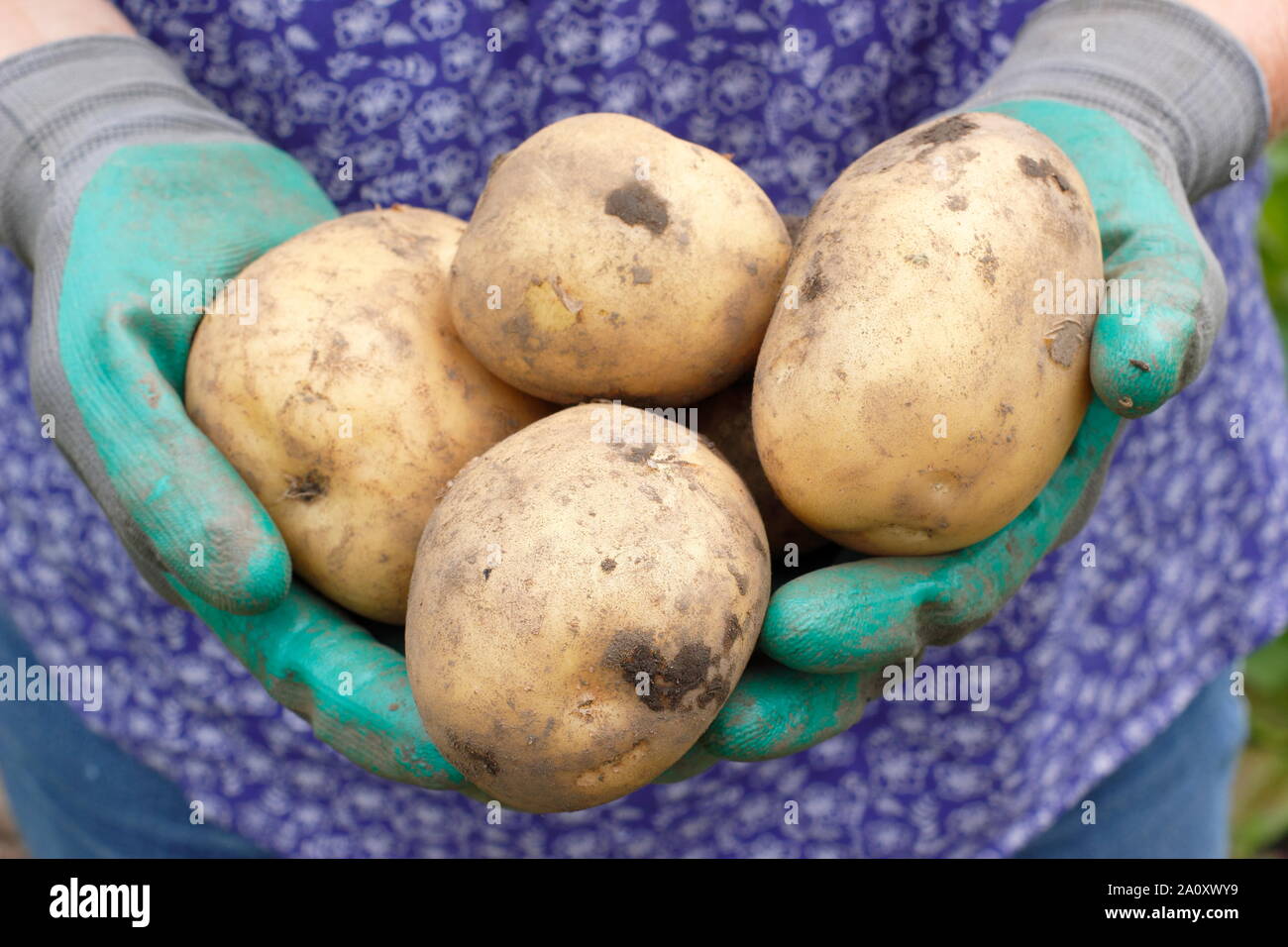 Donna che raccoglie le patate primaticce in un orto. Solanum tuberosum 'Marfona'. Foto Stock