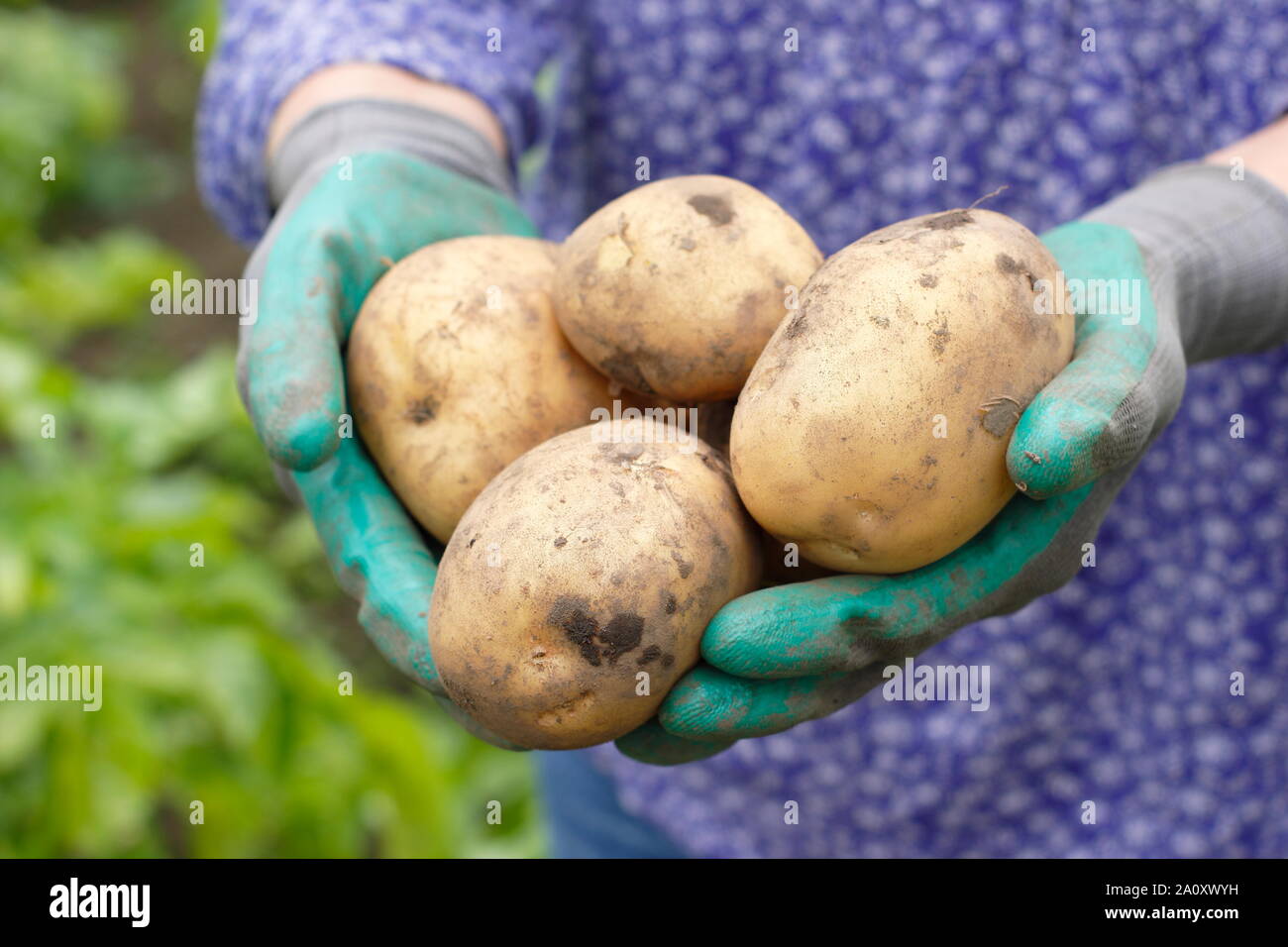 Donna con patate primaticce appena scavate in un trug in un orto. Solanum tuberosum 'Marfona'. Foto Stock