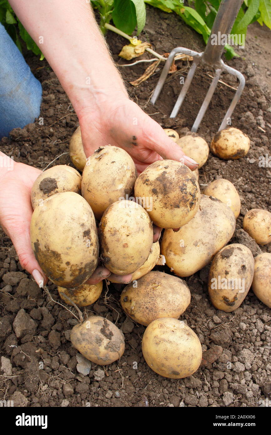 Solanum tuberosum 'Marfona'. Appena scavato riparto coltivate patate raccolte dalla femmina (nella foto). Regno Unito Foto Stock