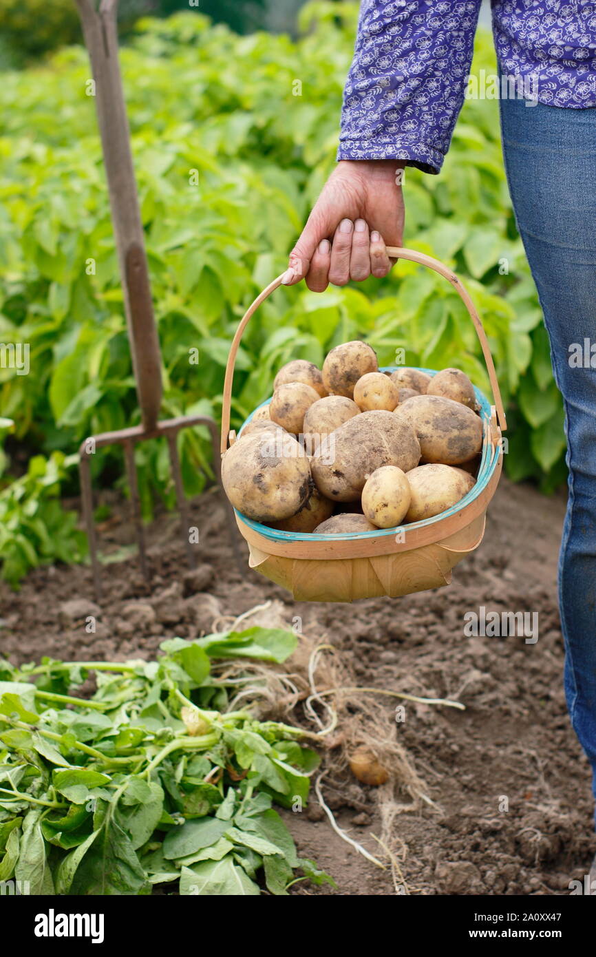 Donna con patate primaticce appena scavate in un trug in un orto. Solanum tuberosum 'Marfona'. Foto Stock