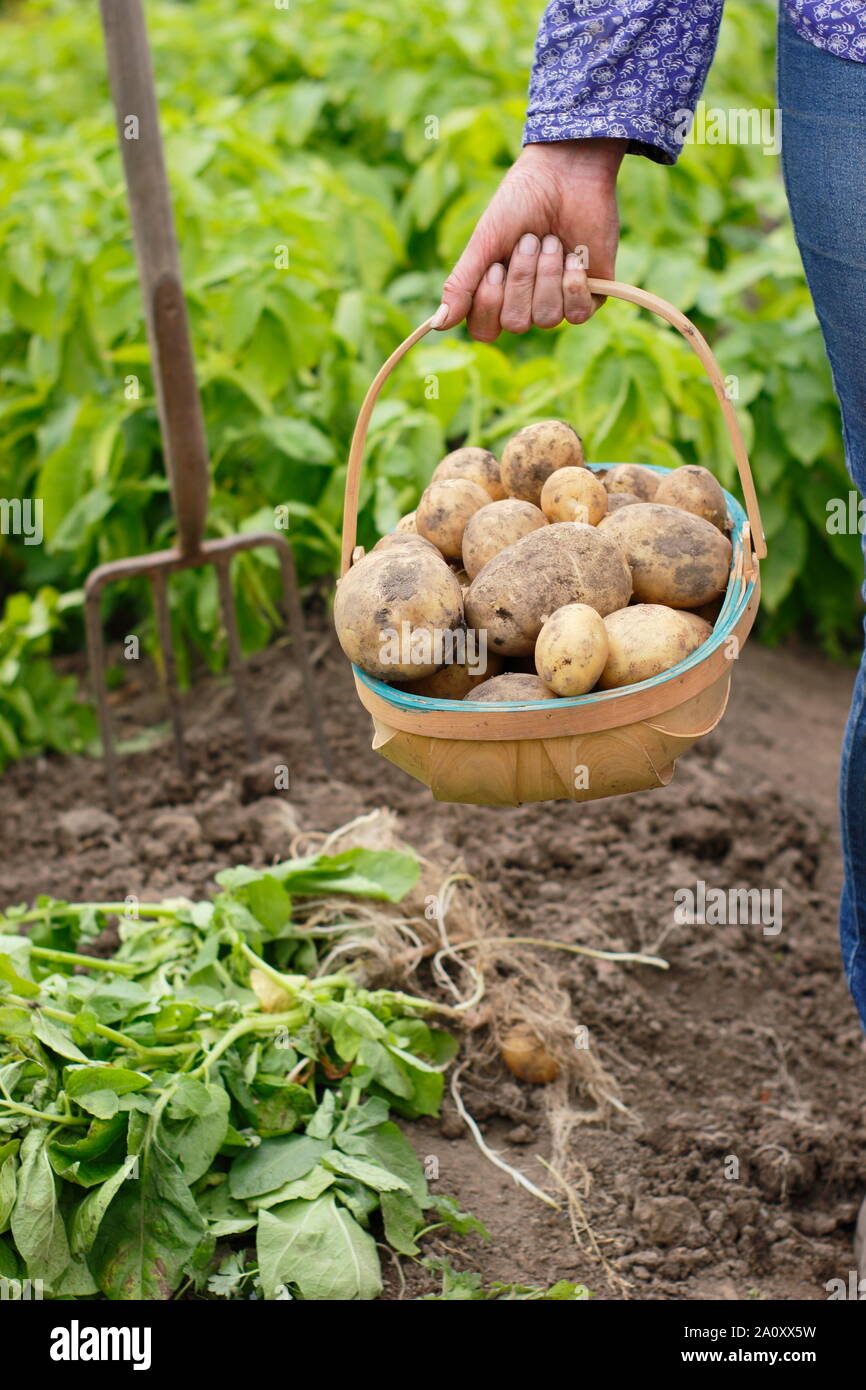 Donna con patate primaticce appena scavate in un trug in un orto. Solanum tuberosum 'Marfona'. Foto Stock